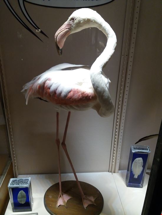 Montecarlo Principato di Monaco Museo oceanografico  